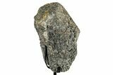 Fossil Sauropod Vertebra Section with Metal Stand - Colorado #339938-2